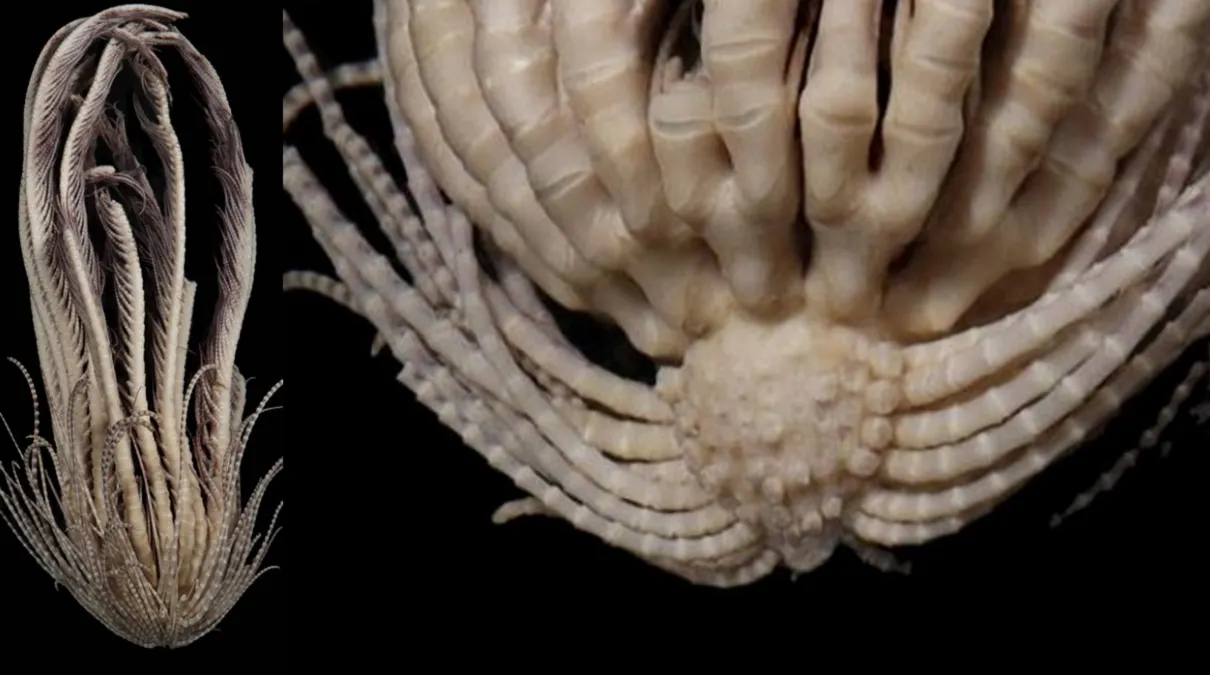 Científicos descubren extraña especie marina con 20 brazos en la Antártida