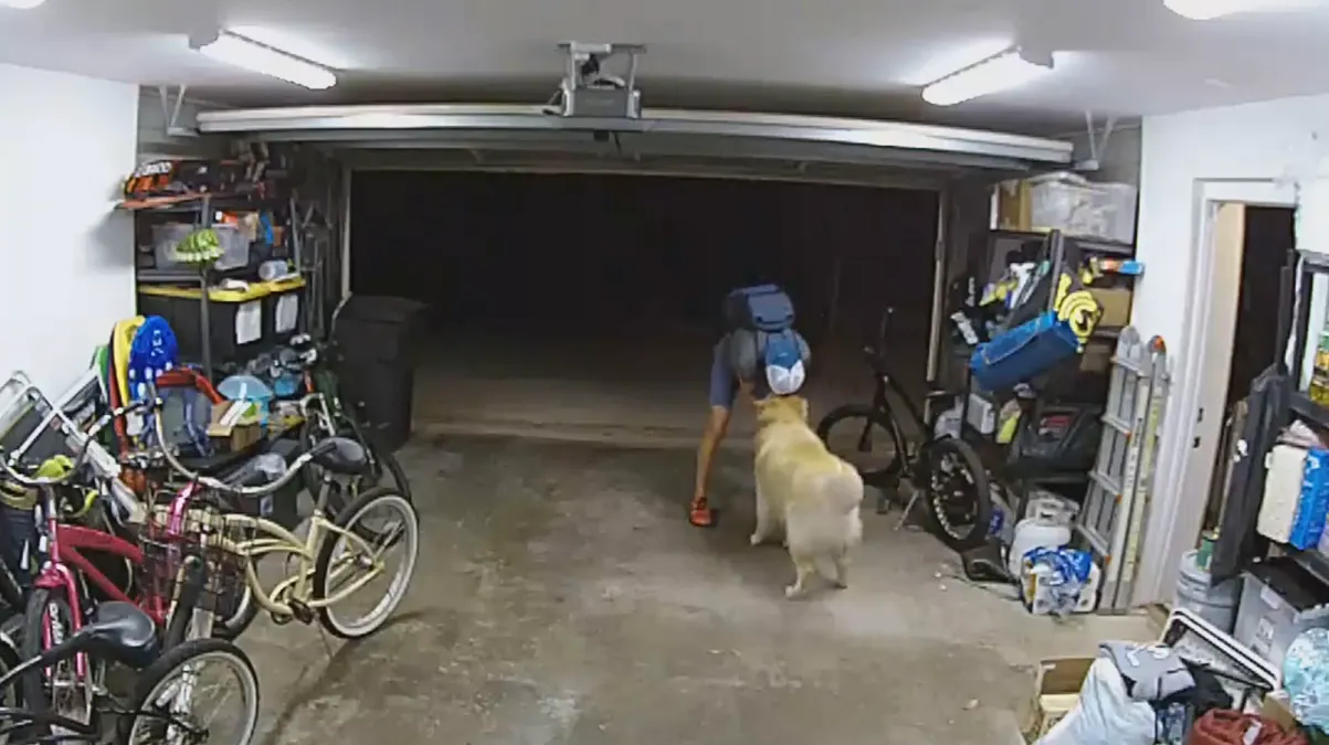Entró a robar una bicicleta y se puso a jugar con un golden retriever