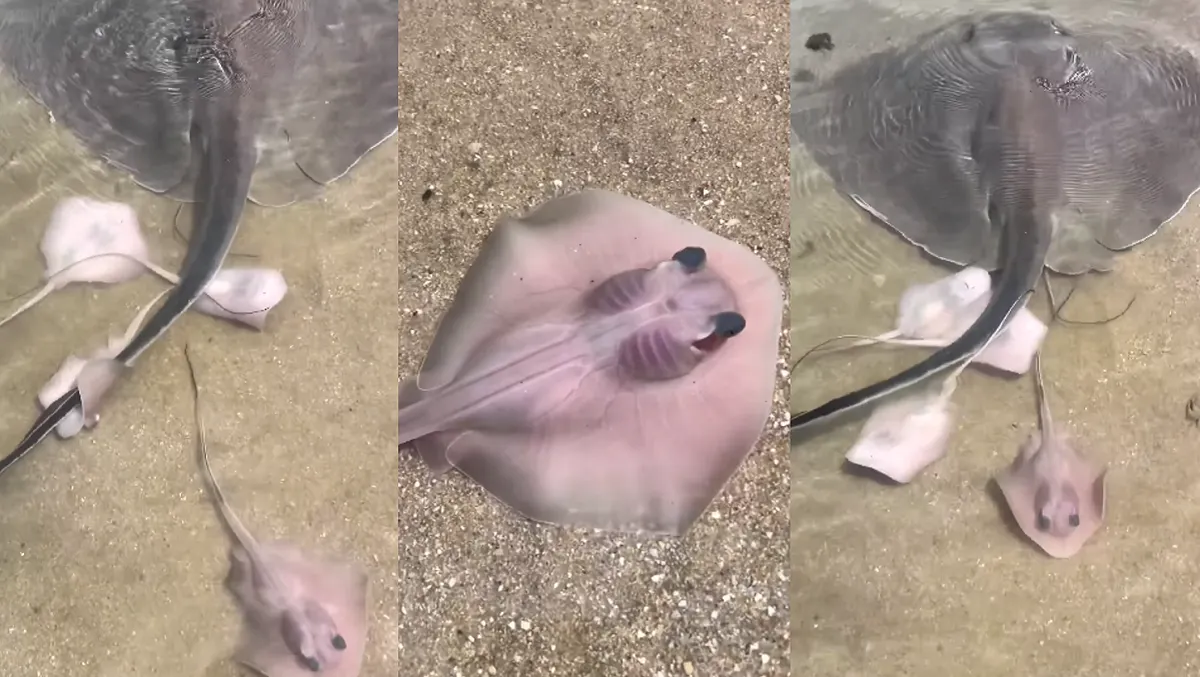 Graban nacimiento de mantarrayas en playa de Florida