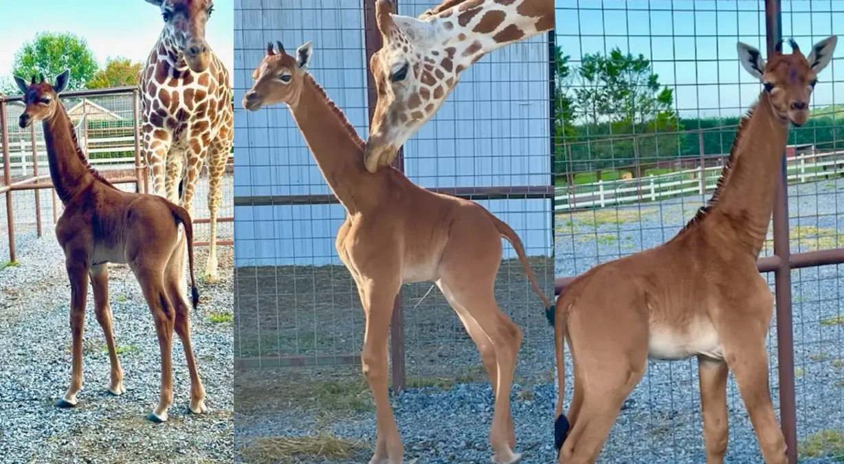 Nace jirafa sin manchas en Tennessee, podría ser la única en el mundo y así luce