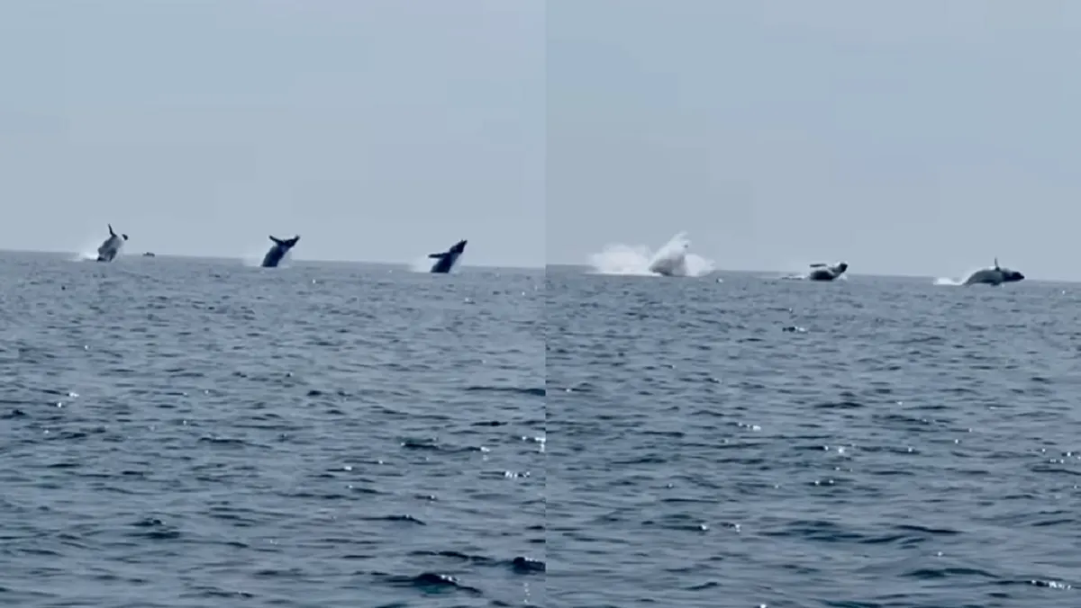 Nado sincronizado Graban a tres ballenas saltando al mismo tiempo en Massachusetts