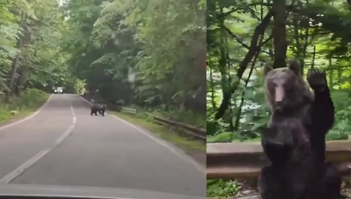 Un oso saluda a los pasajeros de un auto que lo dejan cruzar la carretera