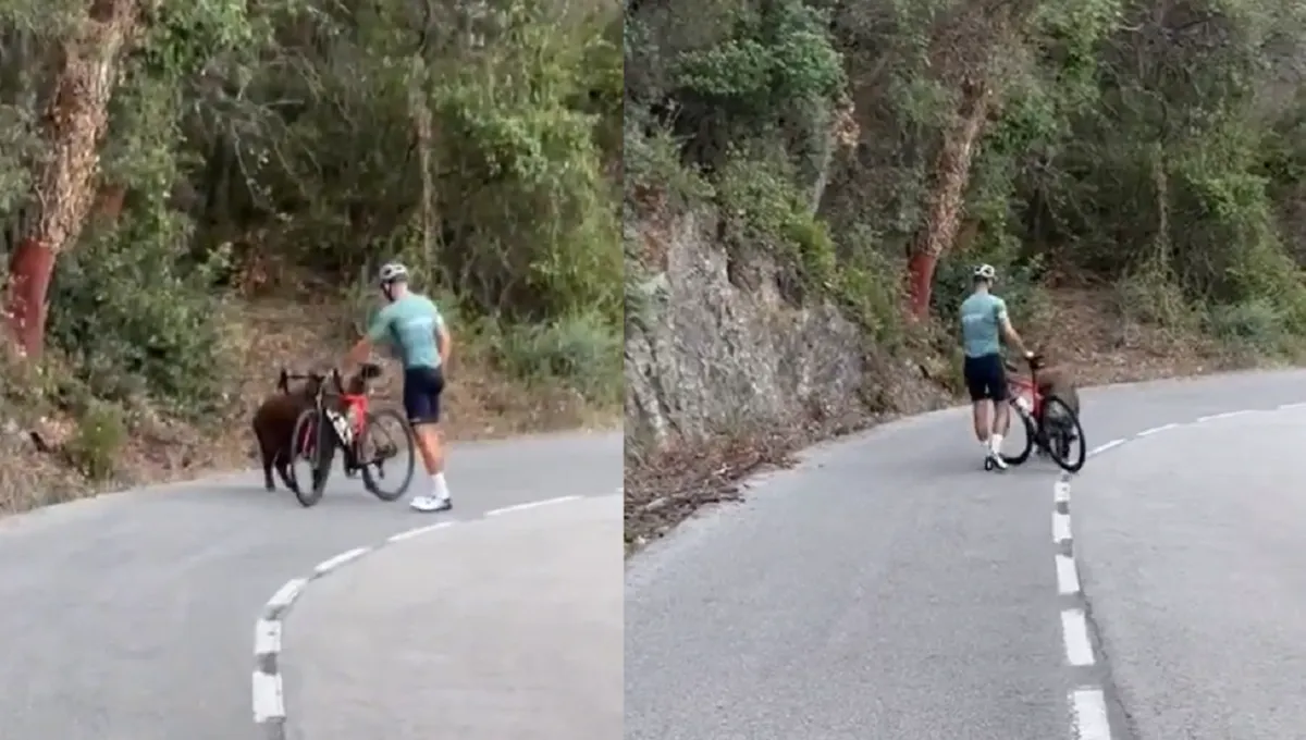Ciclista sobrevive a ataque de jabalí al defenderse con su bicicleta