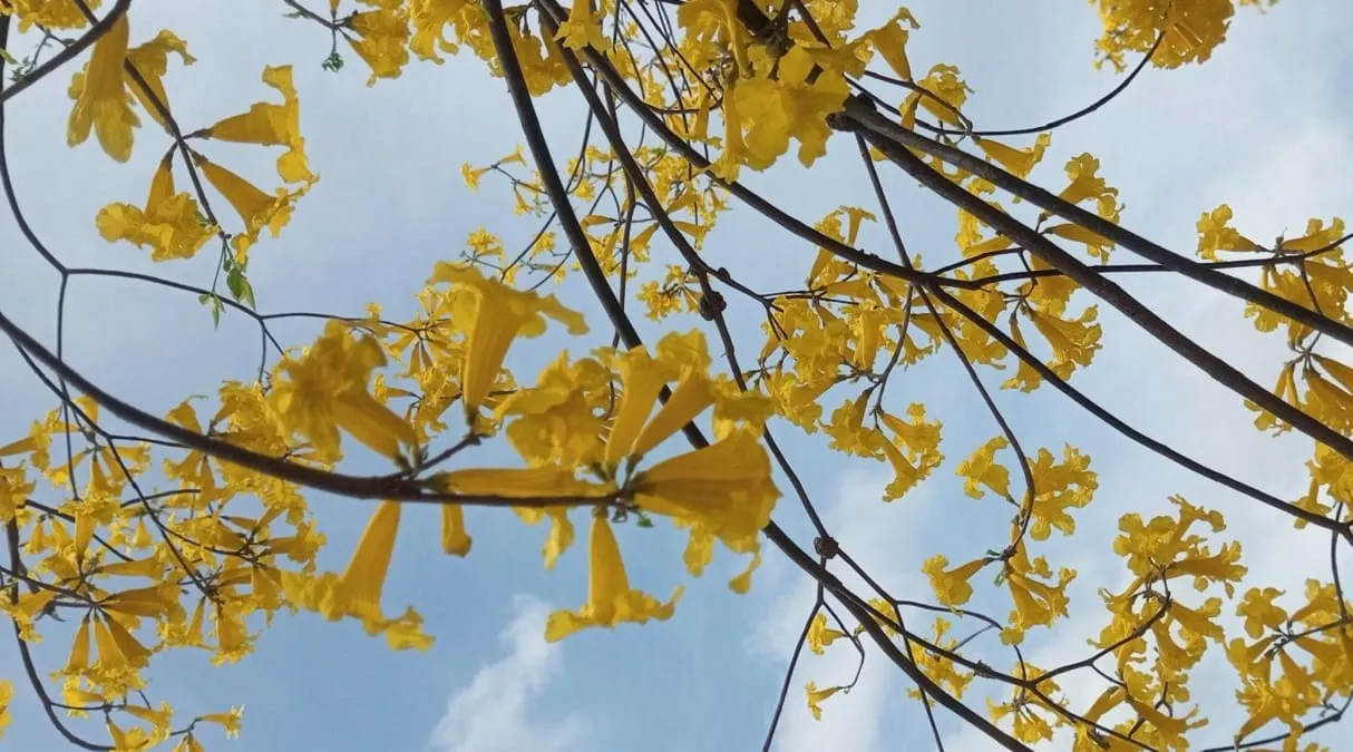 Floricienta y las flores amarillas, así se vivió la tendencia en el mundo
