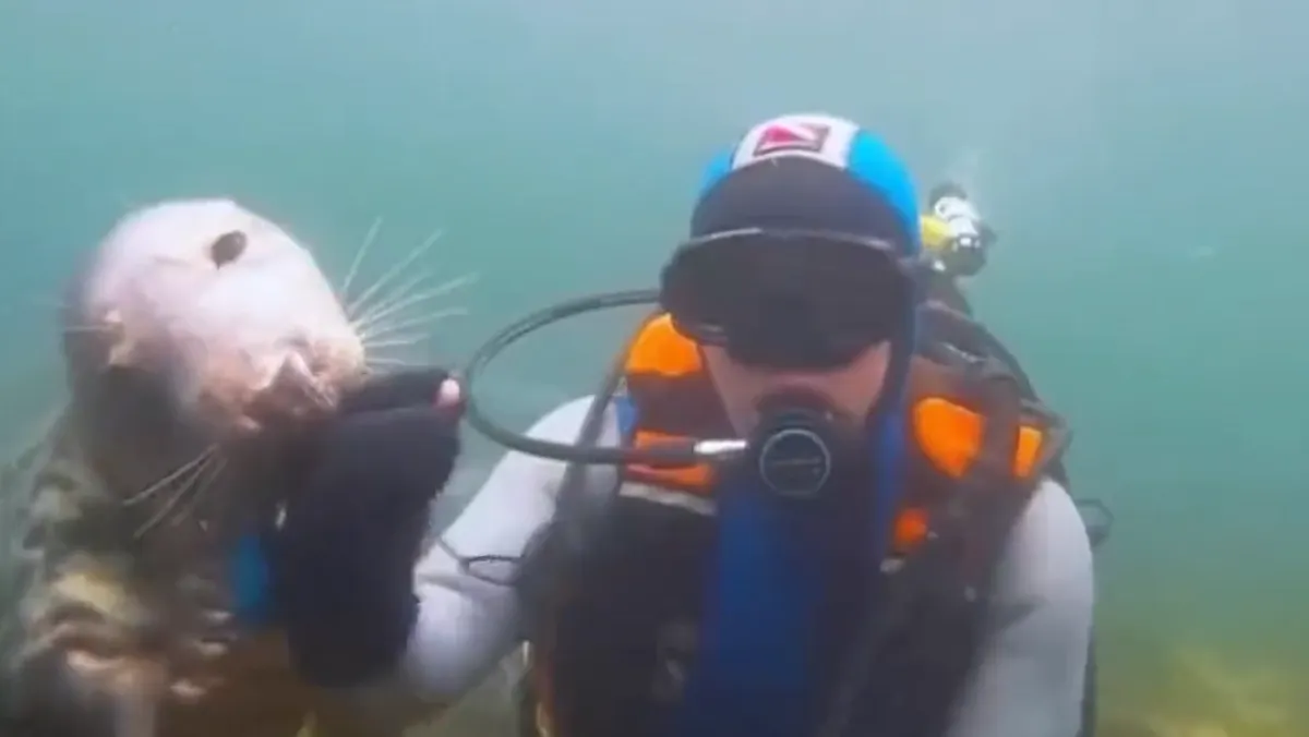 Foca ayuda a un buzo a salir a la superficie, pensaba que se estaba ahogando