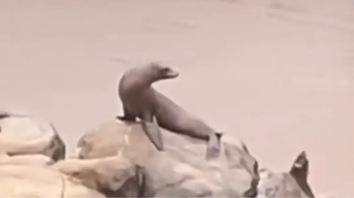 leona marina escapó