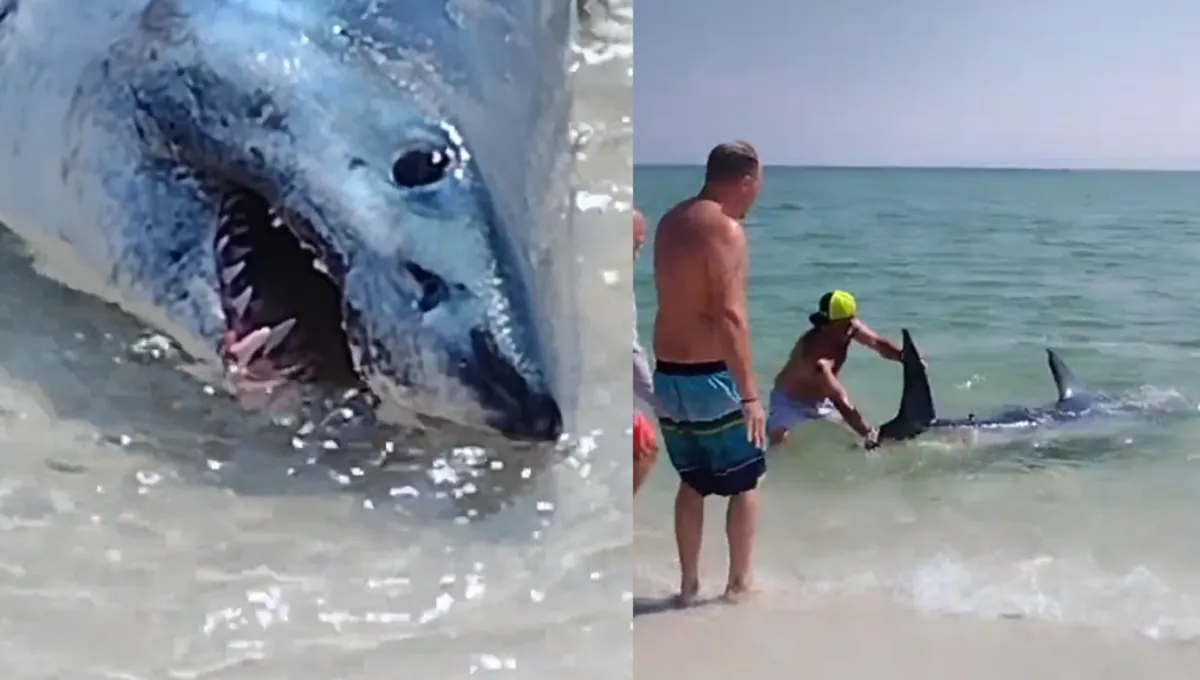 Nadadores en Florida ayudan a tiburón a regresar al mar