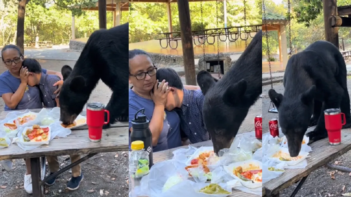 Oso interrumpe picnic y se come los tacos y enchiladas de una familia en Monterrey