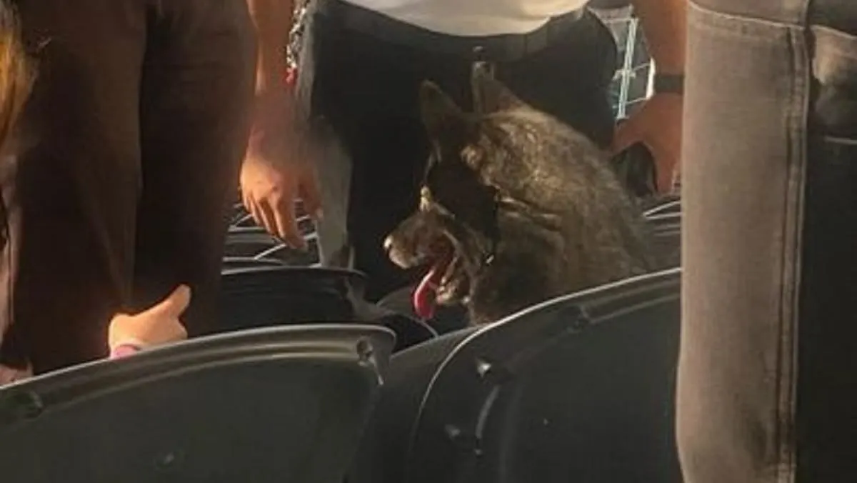 Storm, la perrita que entró a un concierto de Metallica tras escapar de su casa