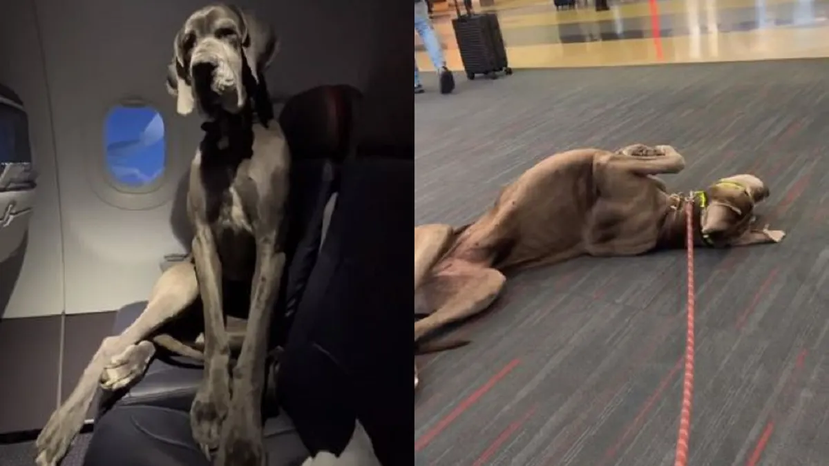 Compró tres asientos para viajar en avión con su gran danés a Nueva York