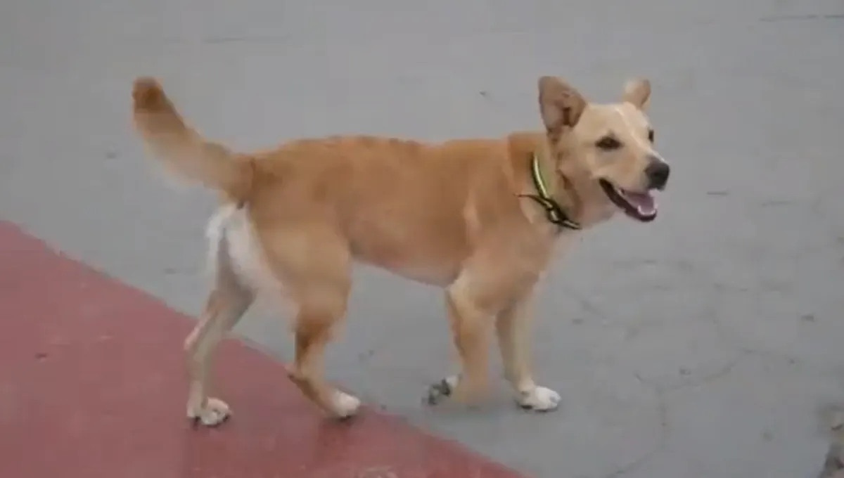 Devuelven a México a Oso, el perrito que cruzó el muro hacia EEUU