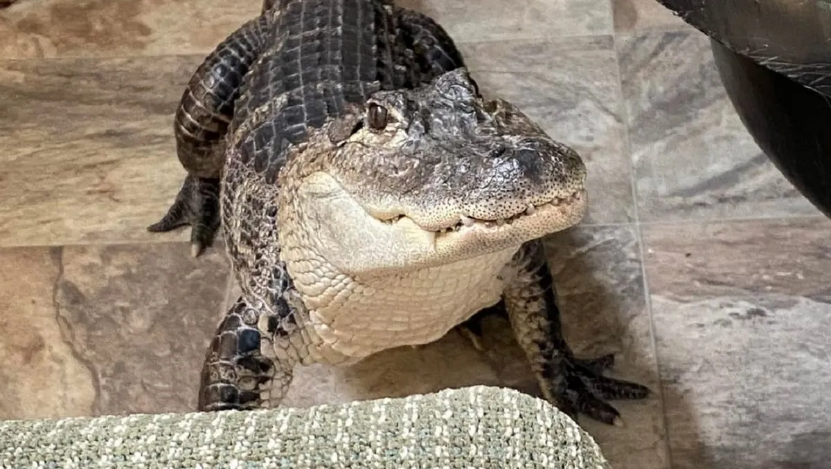 Fanático no pudo entrar a un juego de béisbol porque llevaba un caimán de apoyo emocional