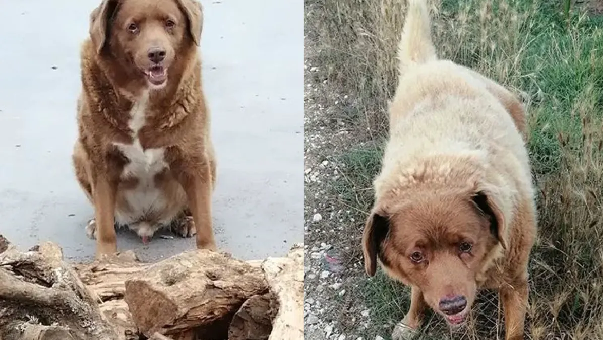 Muere Bobi el perro más anciano del mundo
