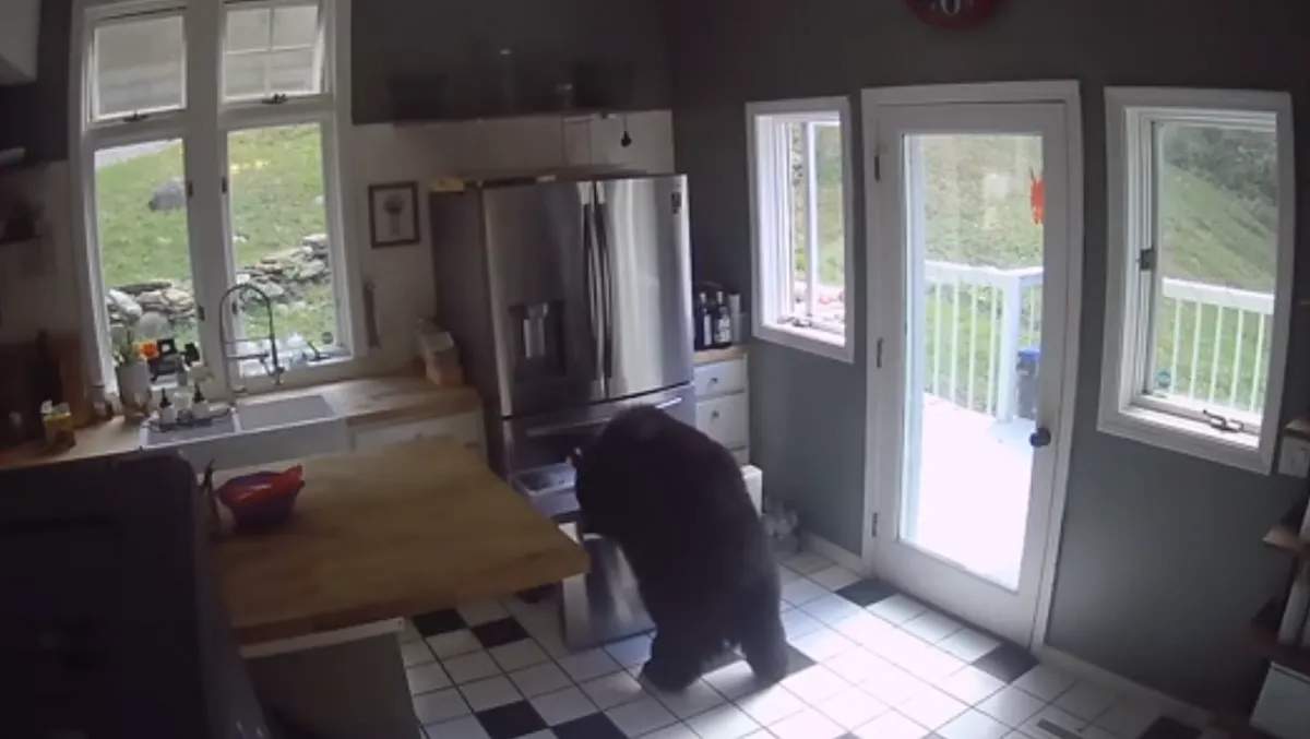 Oso entra en una casa de Connecticut y roba la lasaña del congelador