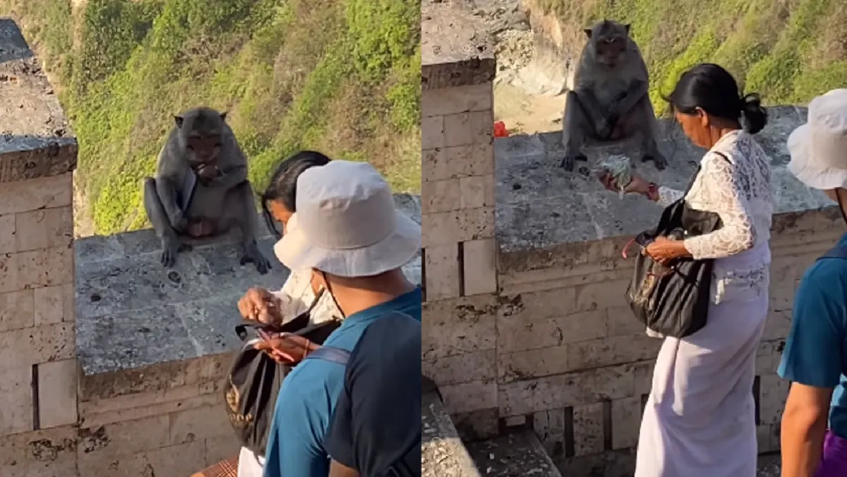 Turista negocia con un mono para rescatar su teléfono