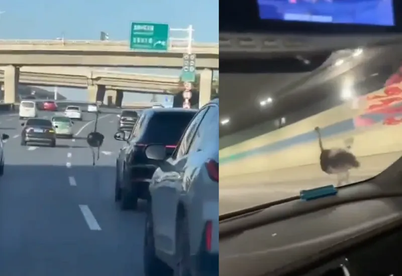 Avestruz escapa de zoológico y genera persecución en China