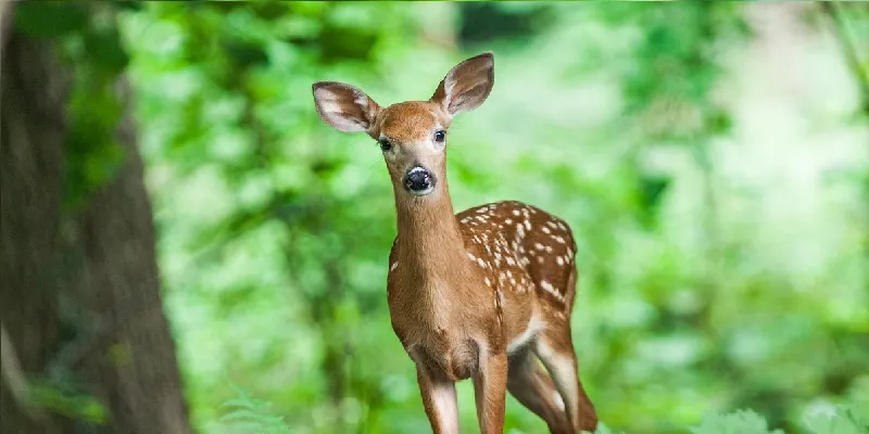 Enfermedad mortal de ciervos