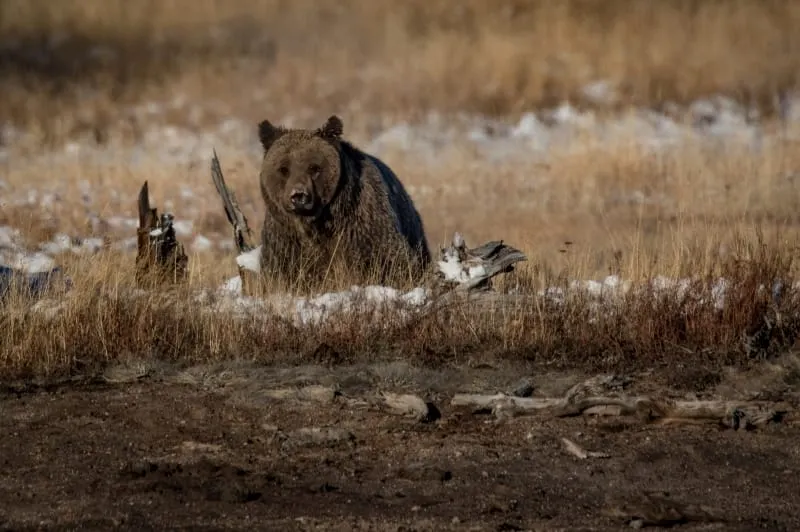 Especies-en-Peligro-de-Extincion