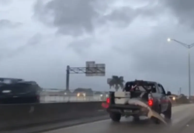 Graban a conductor llevando un tiburón en el cajón de su camioneta en autopista de Florida