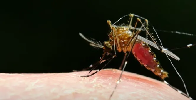 aumento casos malaria