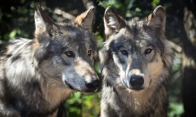 lobos grises en Colorado