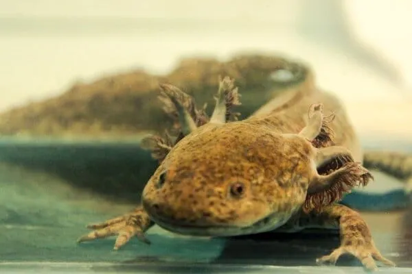 Adoptaxolotl, campaña para salvar a los ajolotes del peligro de extinción