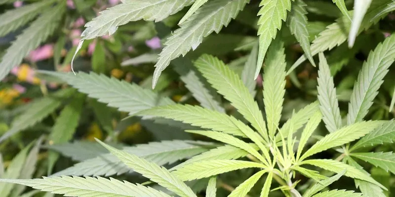 cambios ley cannabis ohio