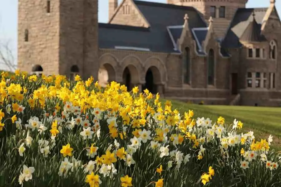 cementerio de Oakwood