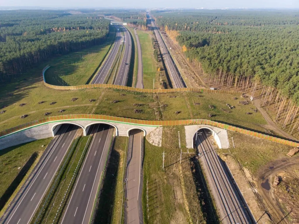 cruce fauna silvestre