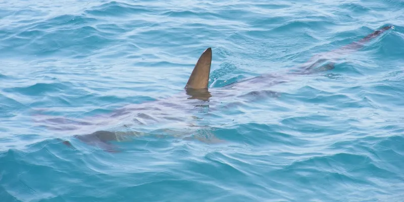 ataque de tiburón méxico