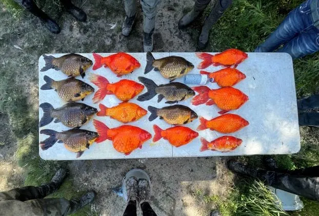 peces dorados salvajes amenazan el ecosistema de los grandes lagos