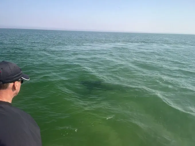 Mujer de Boston muere tras ataque de tiburón mientras visitaba las Bahamas