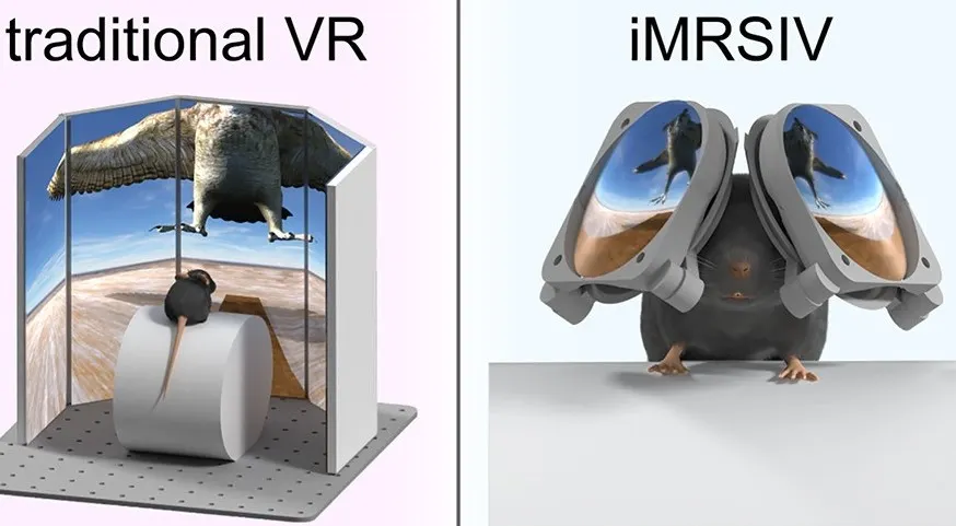 Realidad virtual para ratones