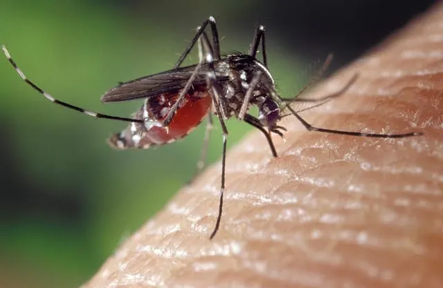 Los virus transmitidos por mosquitos amenazan a los Estados Unidos