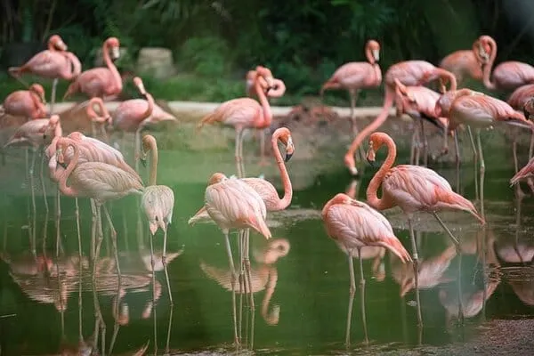 Flamingos muertos a causa de la gripe aviar en Argentina