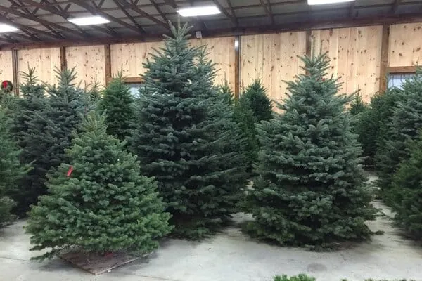 donde conseguir el mejor árbol de navidad en la región de d.c.