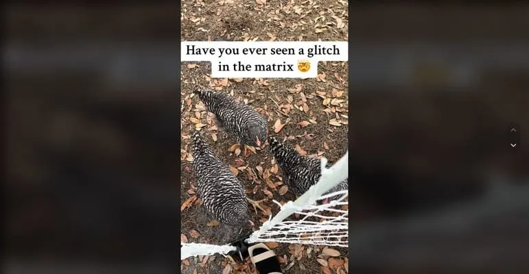Video viral donde se muestran gallinas "congeladas" por la presencia de un depredador cerca. Captura tomada de @brianna_antio