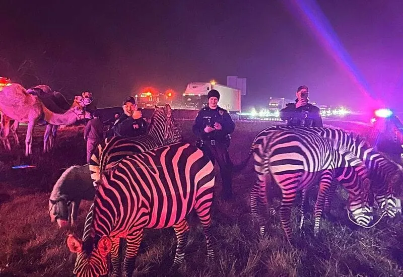 Las fuerzas policiales de Marion, Indiana, posando con los animales de circo recién rescatados. Foto del departamento del she
