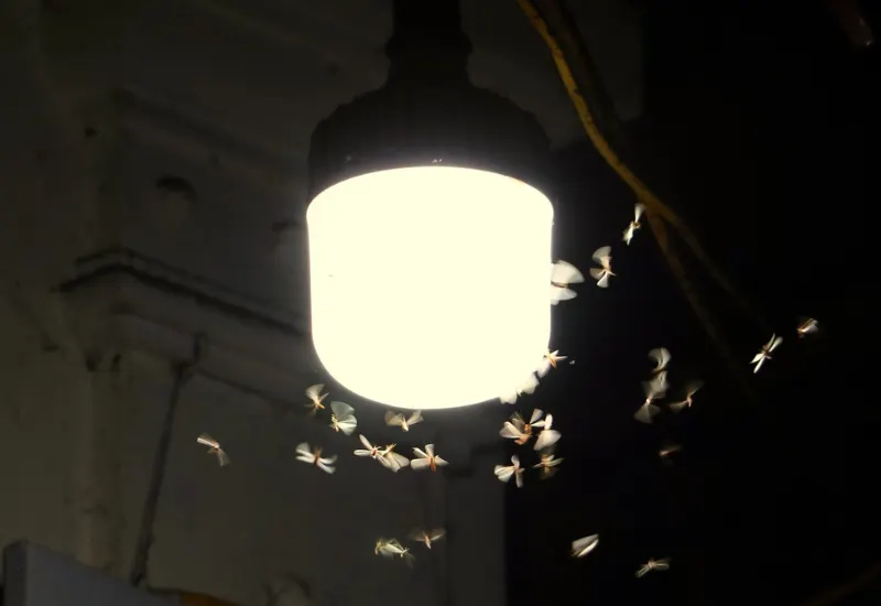 Luz artificial atrae insectos