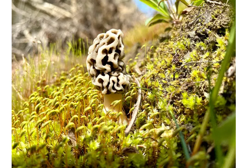 Intoxicación por hongos Morchella o colmenilla