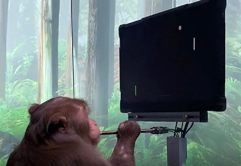 Pager, un macaco de 9 años, jugando Pong con su mente, gracias a el chip cerebral "Telepathy". Foto de @Neuralink /x.com