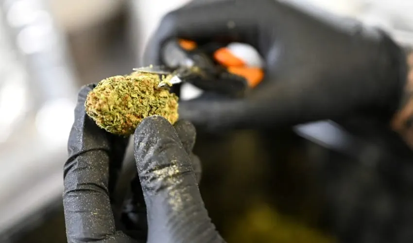 Alemania legaliza el cannabis