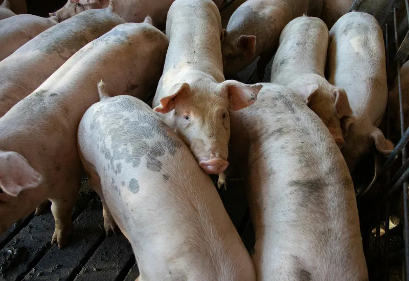 Trasplantes de órganos de cerdos: una solución en Japón