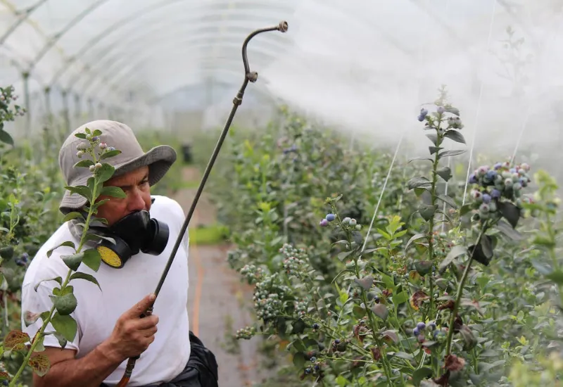 Cheerios y productos Quaker contaminados