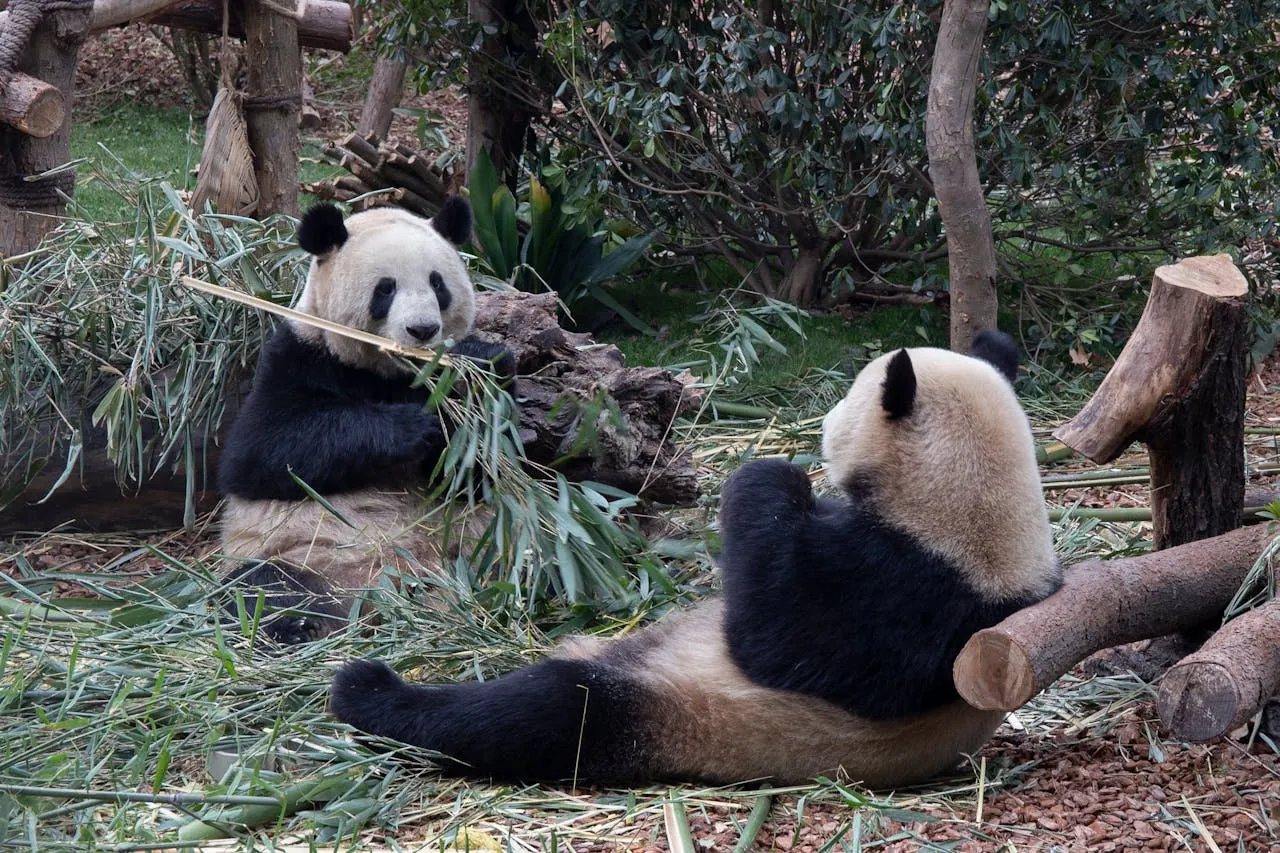 pandas california