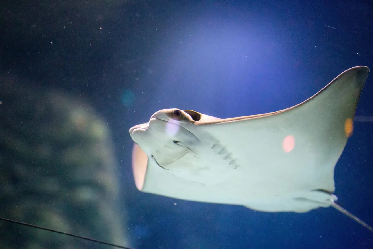 Misterio por el embarazo de una mantarraya sin un macho