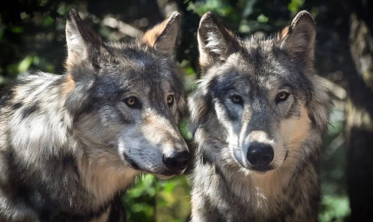 $50.000 por pistas sobre la muerte de 3 lobos grises de Oregón