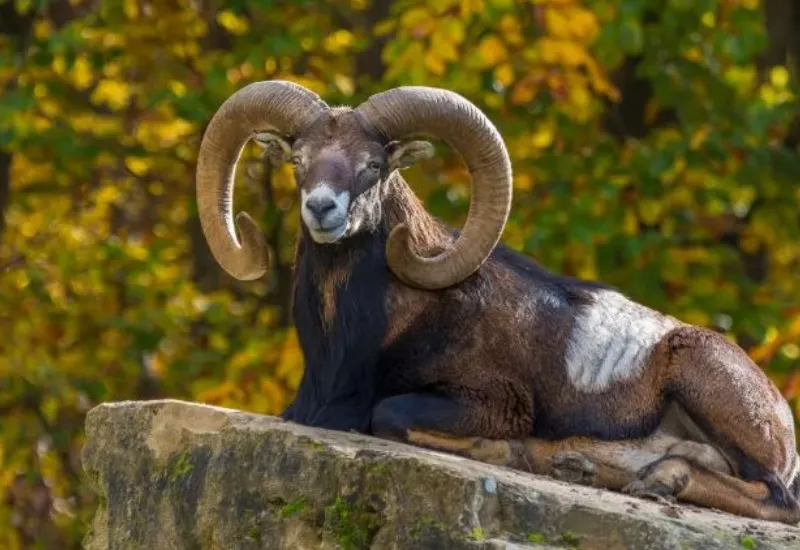 clones ovejas gigantes