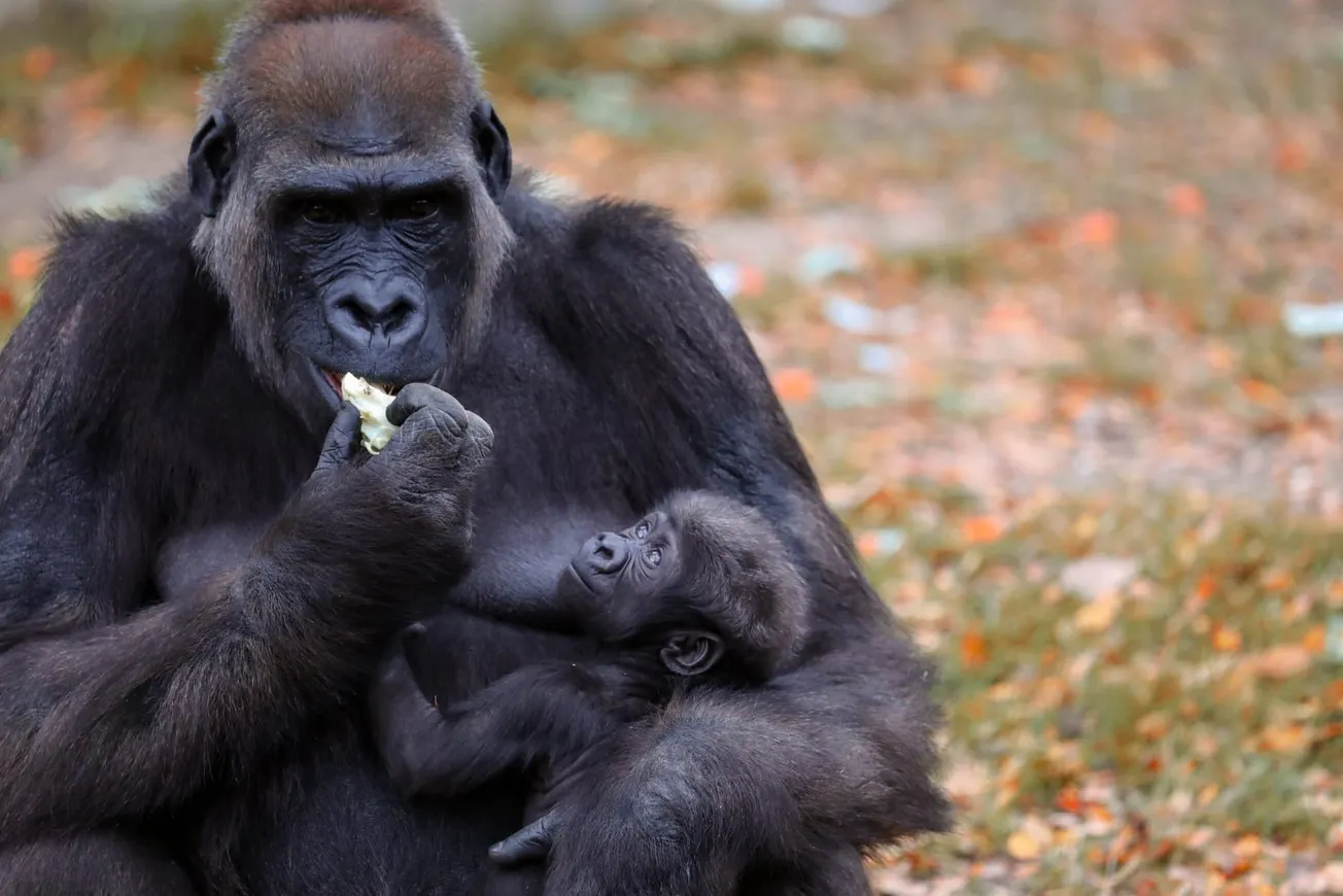 VIDEO | Elmo, el gorila que persiguió a sus cuidadores en el Zoo de Fort Worth
