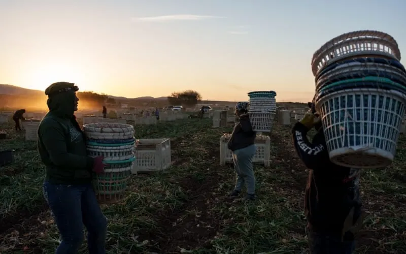 Phoenix Calor extremo
